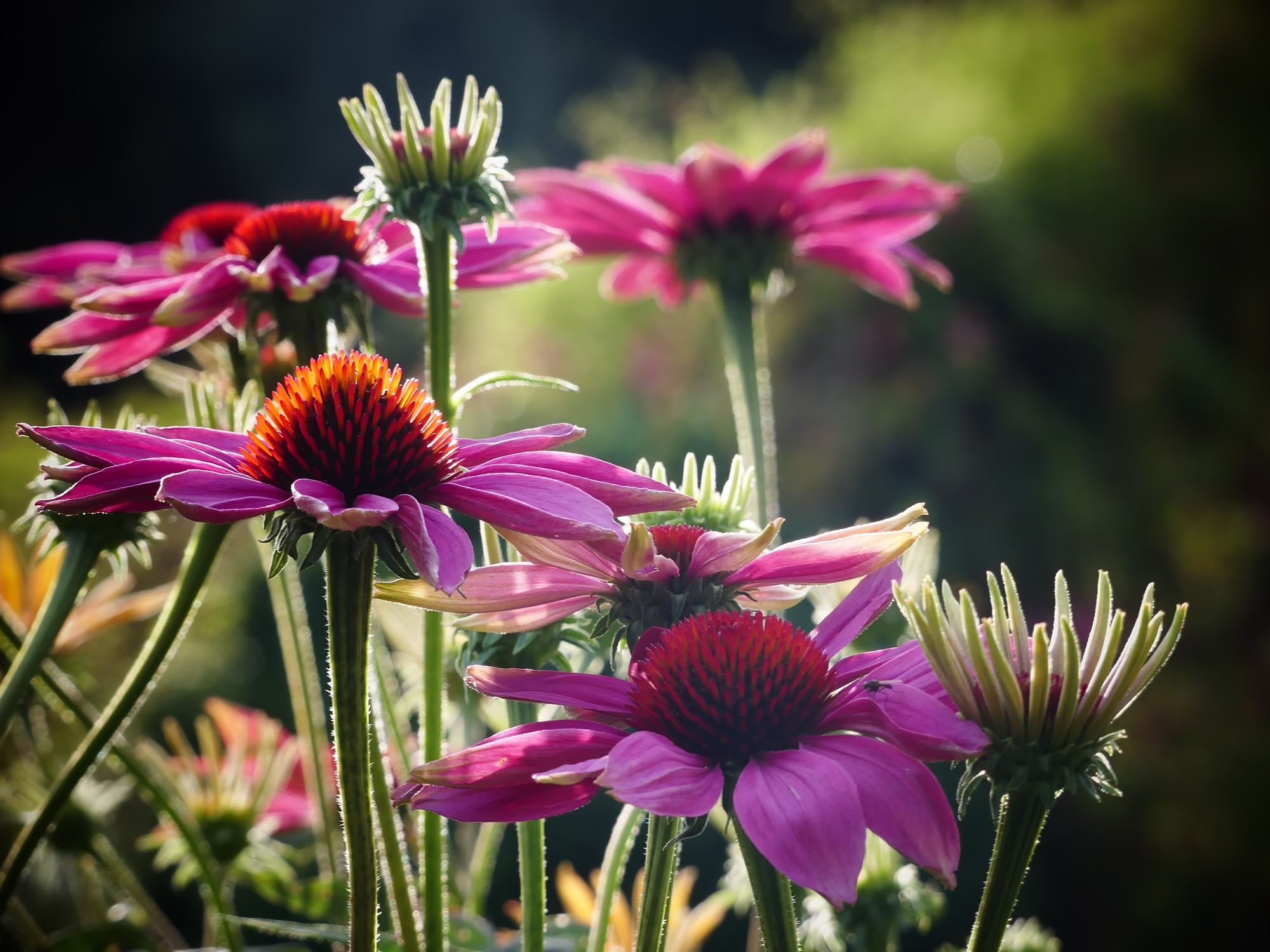 Blumen © Pixabay / silviaRita