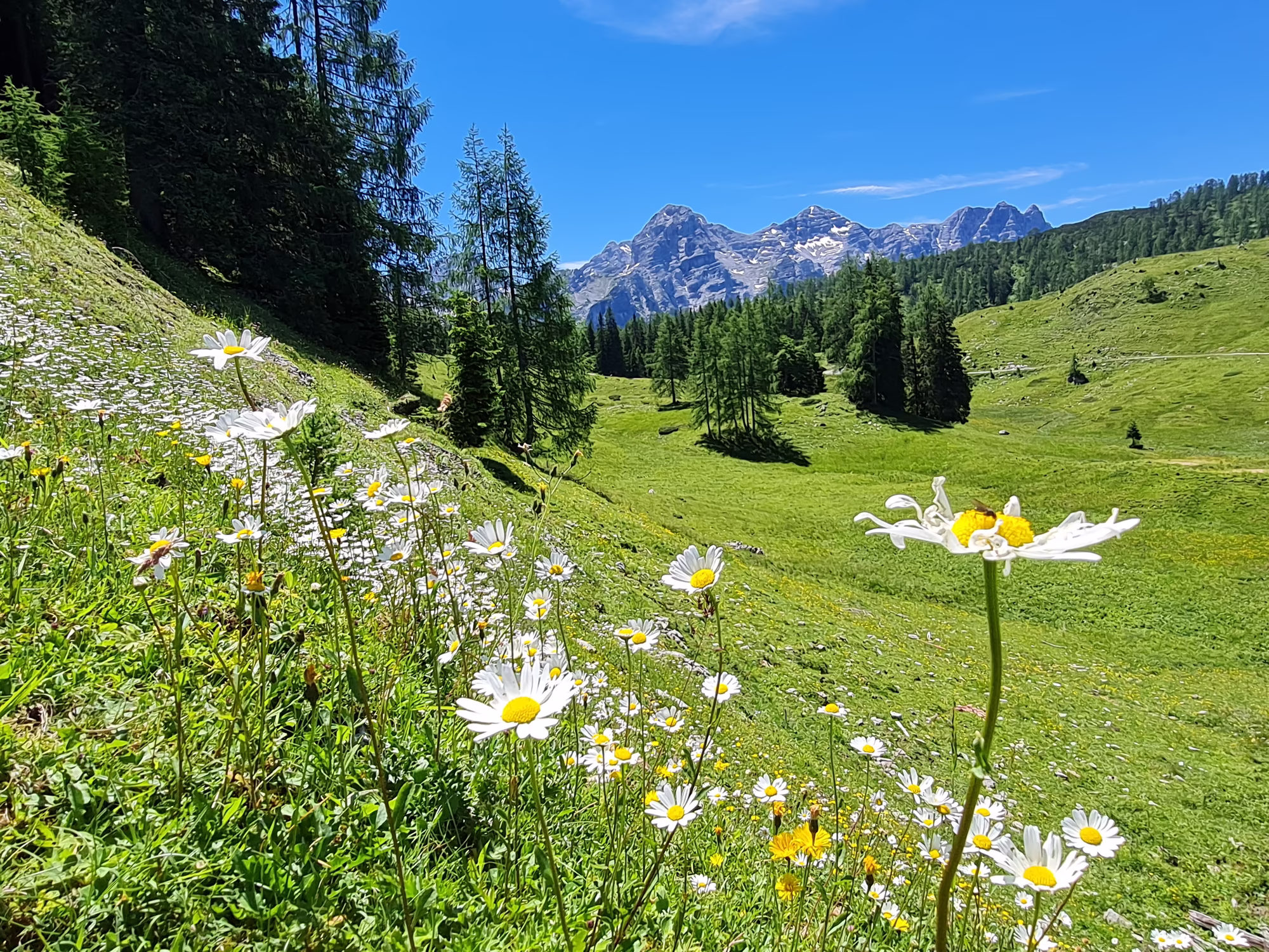 Blumenwiese © Salzburger Saalachtal Tourismus / Hermann Hollaus