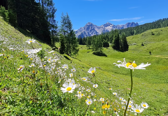Blumenwiese © Salzburger Saalachtal Tourismus / Hermann Hollaus