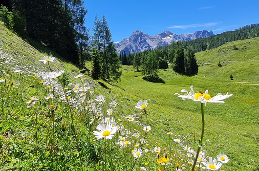 Blumenwiese © Salzburger Saalachtal Tourismus / Hermann Hollaus